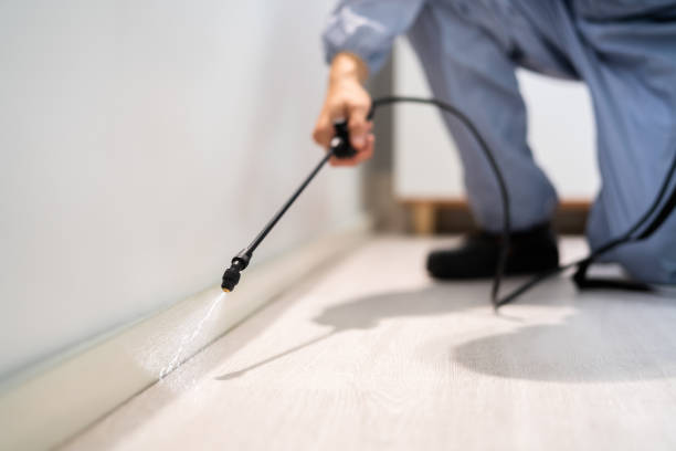 Bed Bug Pre-Treatment Preparation Assessment in Jamesport
