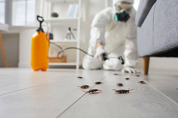 Post-Treatment Bed Bug Interceptor Monitoring in Jamesport